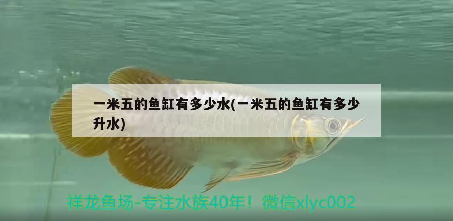 一米五的魚缸有多少水(一米五的魚缸有多少升水) 粗線銀版魚