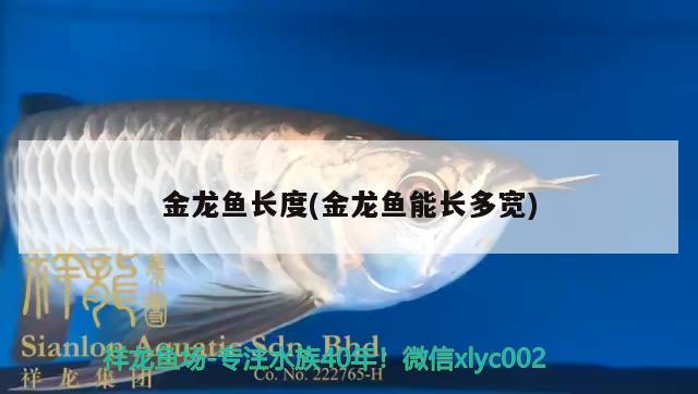 金龍魚長(zhǎng)度(金龍魚能長(zhǎng)多寬) 稀有金龍魚