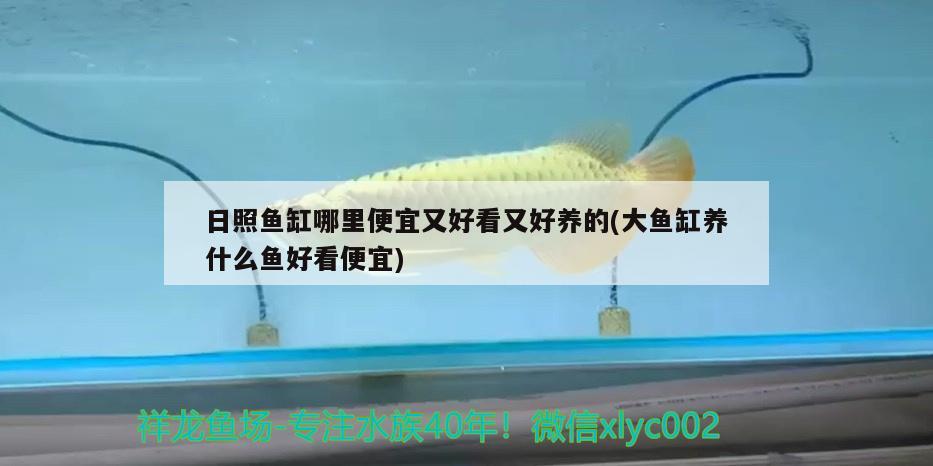 日照魚缸哪里便宜又好看又好養(yǎng)的(大魚缸養(yǎng)什么魚好看便宜) 海象魚