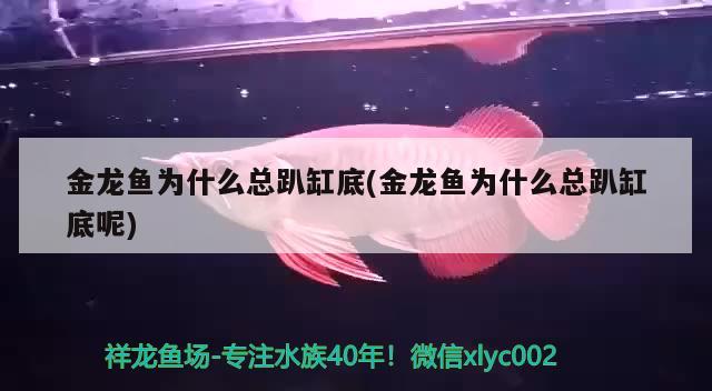 金龍魚為什么總趴缸底(金龍魚為什么總趴缸底呢)