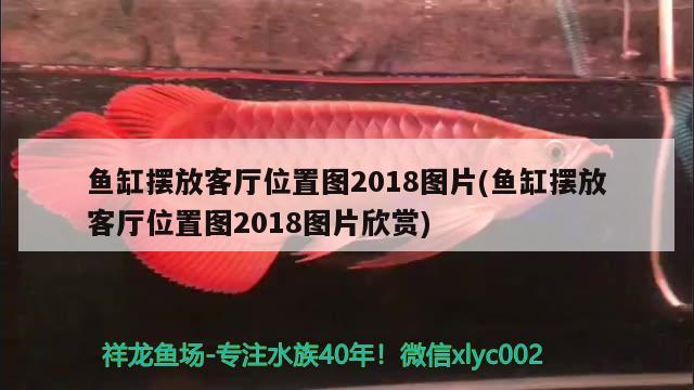 魚缸擺放客廳位置圖2018圖片(魚缸擺放客廳位置圖2018圖片欣賞) 月光鴨嘴魚苗