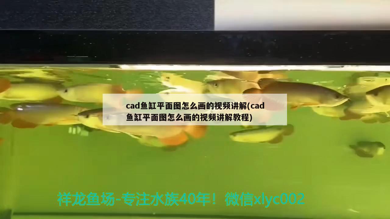 cad魚(yú)缸平面圖怎么畫的視頻講解(cad魚(yú)缸平面圖怎么畫的視頻講解教程) 古典過(guò)背金龍魚(yú)