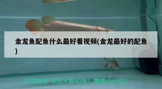 金龍魚配魚什么最好看視頻(金龍最好的配魚)