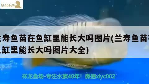 蘭壽魚苗在魚缸里能長大嗎圖片(蘭壽魚苗在魚缸里能長大嗎圖片大全) 黃金河虎魚