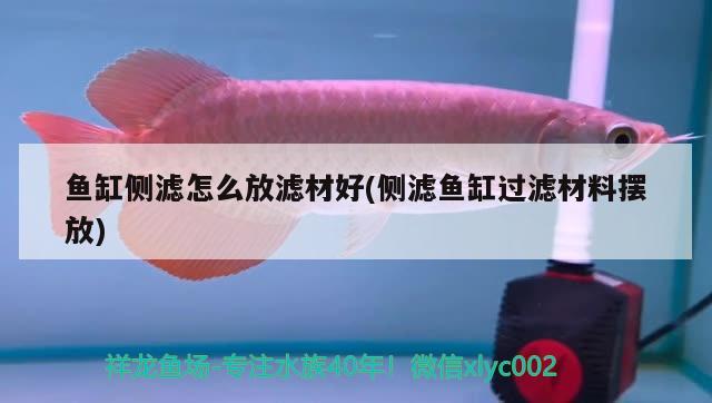 魚缸側(cè)濾怎么放濾材好(側(cè)濾魚缸過(guò)濾材料擺放) 野彩魚 第2張