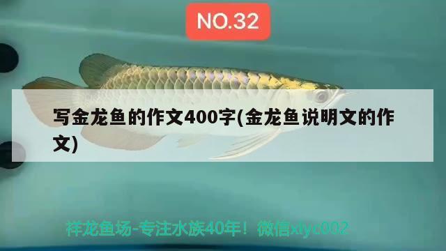 寫金龍魚的作文400字(金龍魚說明文的作文) 雪龍魚