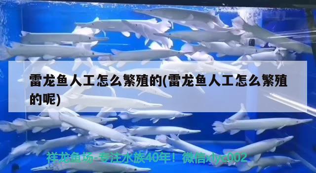 雷龍魚人工怎么繁殖的(雷龍魚人工怎么繁殖的呢) 廣州龍魚批發(fā)市場