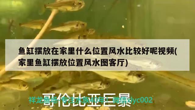 魚缸擺放在家里什么位置風(fēng)水比較好呢視頻(家里魚缸擺放位置風(fēng)水圖客廳) 魚缸風(fēng)水