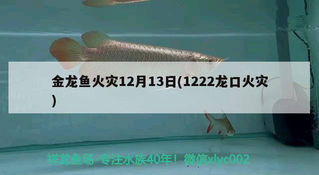 金龍魚火災(zāi)12月13日(1222龍口火災(zāi)) 鐵甲武士