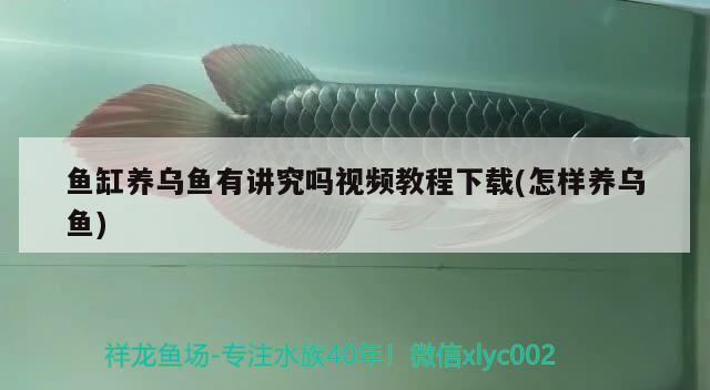 魚(yú)缸養(yǎng)烏魚(yú)有講究嗎視頻教程下載(怎樣養(yǎng)烏魚(yú))