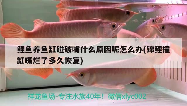 鯉魚養(yǎng)魚缸碰破嘴什么原因呢怎么辦(錦鯉撞缸嘴爛了多久恢復)