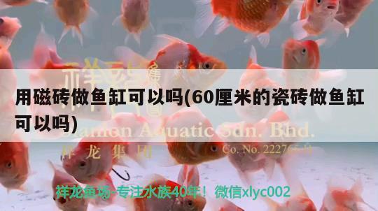 用磁磚做魚缸可以嗎(60厘米的瓷磚做魚缸可以嗎) 胭脂孔雀龍魚