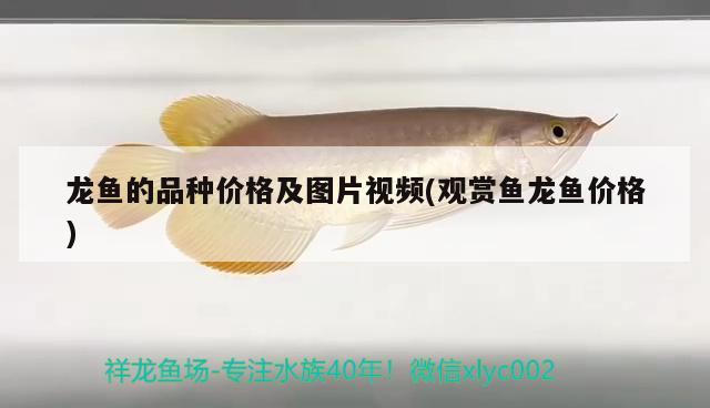 龍魚的品種價(jià)格及圖片視頻(觀賞魚龍魚價(jià)格) 黃金貓魚