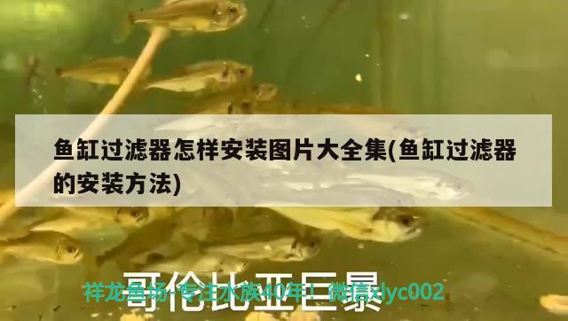 魚缸過濾器怎樣安裝圖片大全集(魚缸過濾器的安裝方法) 魚缸/水族箱