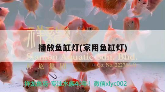 播放魚(yú)缸燈(家用魚(yú)缸燈) 綠皮辣椒小紅龍 第2張