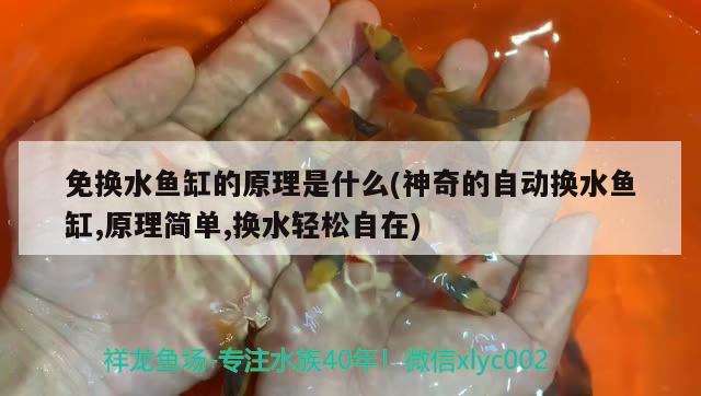 免換水魚缸的原理是什么(神奇的自動(dòng)換水魚缸,原理簡單,換水輕松自在) 金龍魚糧