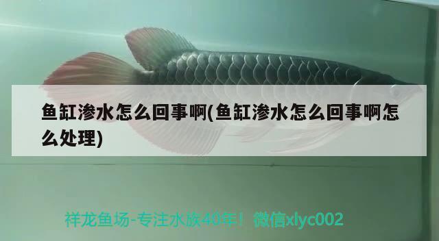 魚缸滲水怎么回事啊(魚缸滲水怎么回事啊怎么處理)