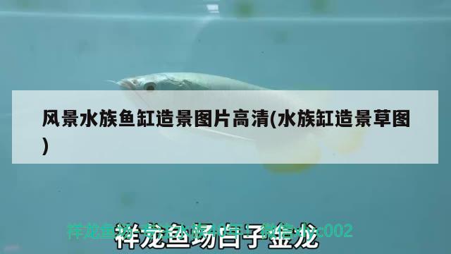 風景水族魚缸造景圖片高清(水族缸造景草圖) 龍魚百科