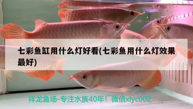 七彩魚缸用什么燈好看(七彩魚用什么燈效果最好) 新加坡號半紅龍魚（練手級紅龍魚）