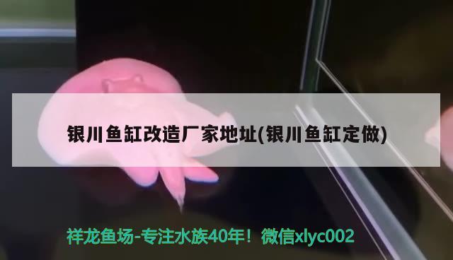 銀川魚缸改造廠家地址(銀川魚缸定做) 非洲金鼓魚