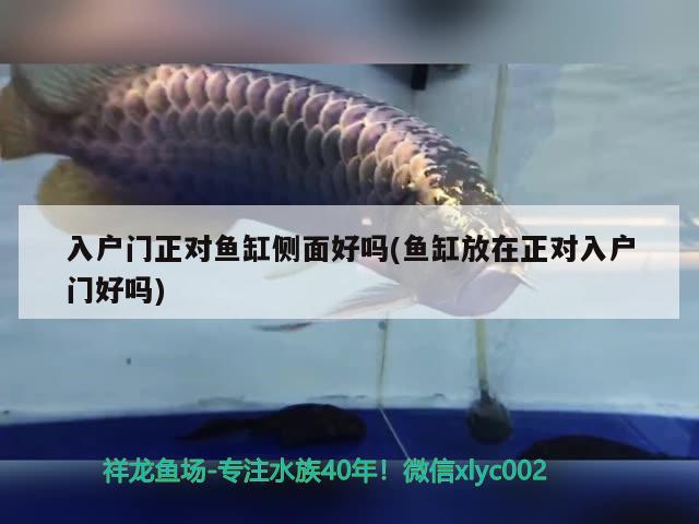 入戶門(mén)正對(duì)魚(yú)缸側(cè)面好嗎(魚(yú)缸放在正對(duì)入戶門(mén)好嗎)