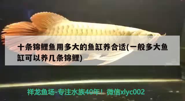 十條錦鯉魚(yú)用多大的魚(yú)缸養(yǎng)合適(一般多大魚(yú)缸可以養(yǎng)幾條錦鯉) 紅白錦鯉魚(yú)