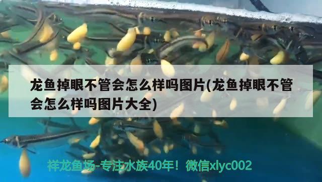 龍魚(yú)掉眼不管會(huì)怎么樣嗎圖片(龍魚(yú)掉眼不管會(huì)怎么樣嗎圖片大全) 祥龍魚(yú)藥系列