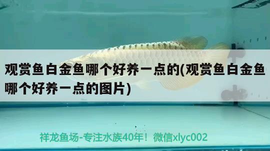 觀賞魚(yú)白金魚(yú)哪個(gè)好養(yǎng)一點(diǎn)的(觀賞魚(yú)白金魚(yú)哪個(gè)好養(yǎng)一點(diǎn)的圖片) 成吉思汗鯊（球鯊）魚(yú)