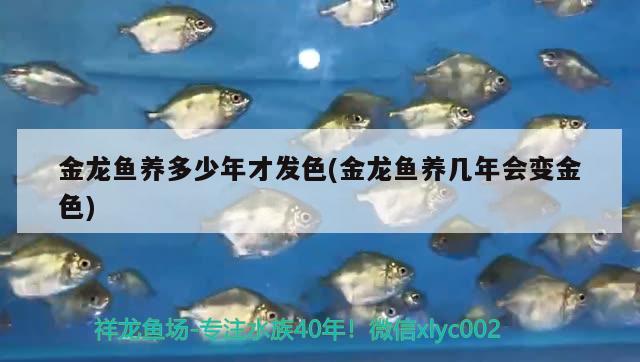 金龍魚養(yǎng)多少年才發(fā)色(金龍魚養(yǎng)幾年會(huì)變金色)