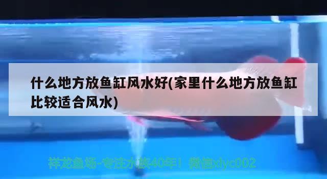 什么地方放魚缸風(fēng)水好(家里什么地方放魚缸比較適合風(fēng)水)