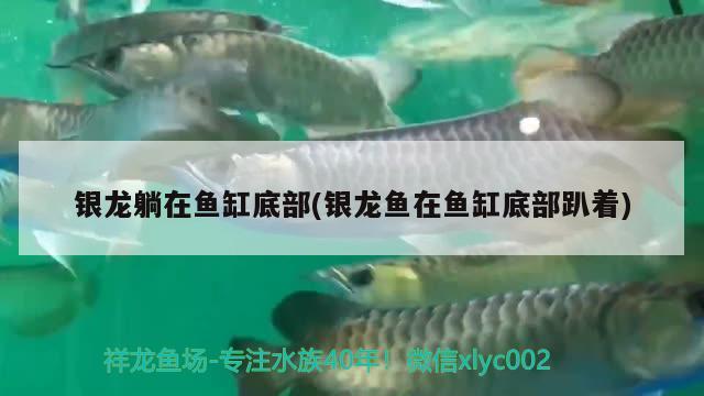 銀龍?zhí)稍隰~缸底部(銀龍魚在魚缸底部趴著) 銀龍魚