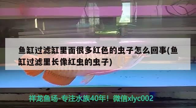 魚缸過濾缸里面很多紅色的蟲子怎么回事(魚缸過濾里長像紅蟲的蟲子) 泰國虎魚