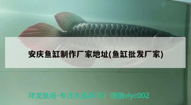 安慶魚缸制作廠家地址(魚缸批發(fā)廠家) 泰龐海蓮魚