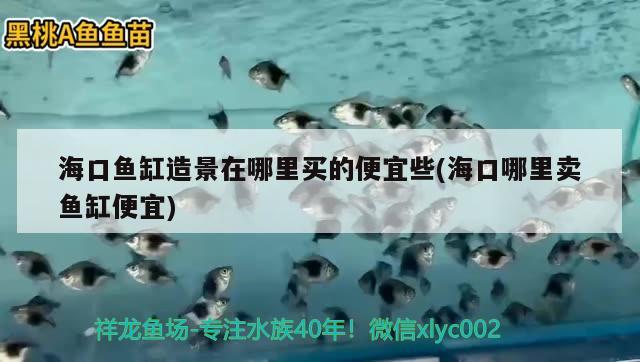 ?？隰~缸造景在哪里買的便宜些(?？谀睦镔u魚缸便宜) 海水魚（海水魚批發(fā)）