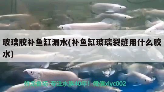 玻璃膠補(bǔ)魚(yú)缸漏水(補(bǔ)魚(yú)缸玻璃裂縫用什么膠水) 三間鼠魚(yú)苗