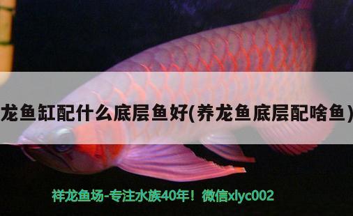 龍魚缸配什么底層魚好(養(yǎng)龍魚底層配啥魚) 鴨嘴鯊魚