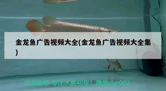 金龍魚廣告視頻大全(金龍魚廣告視頻大全集) 虎魚百科