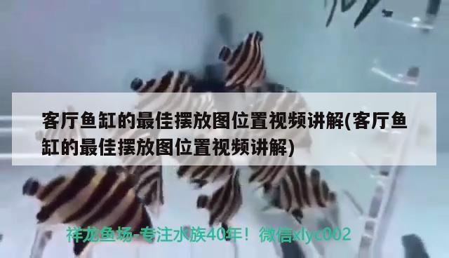 客廳魚缸的最佳擺放圖位置視頻講解(客廳魚缸的最佳擺放圖位置視頻講解)