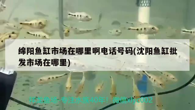 綿陽魚缸市場在哪里啊電話號碼(沈陽魚缸批發(fā)市場在哪里) 巴西亞魚苗