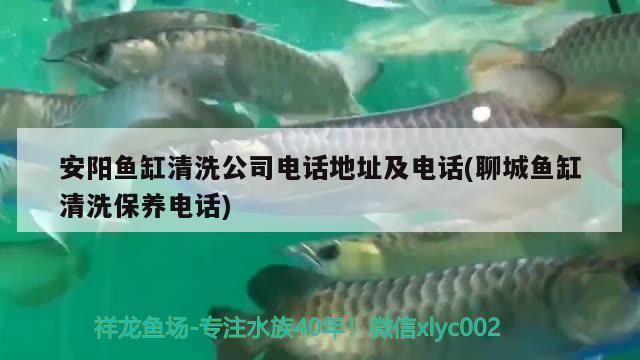 安陽魚缸清洗公司電話地址及電話(聊城魚缸清洗保養(yǎng)電話) 觀賞魚市場（混養(yǎng)魚）