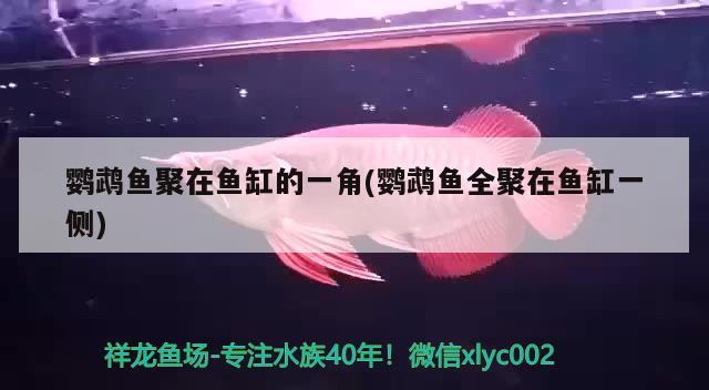 鸚鵡魚聚在魚缸的一角(鸚鵡魚全聚在魚缸一側(cè)) 鸚鵡魚