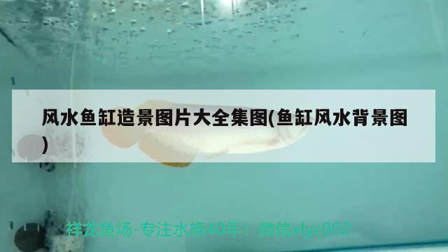 風(fēng)水魚缸造景圖片大全集圖(魚缸風(fēng)水背景圖) 魚缸風(fēng)水