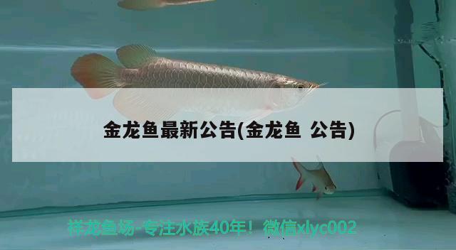 金龍魚最新公告(金龍魚公告)