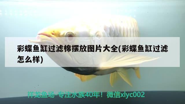 彩蝶魚缸過濾棉擺放圖片大全(彩蝶魚缸過濾怎么樣)