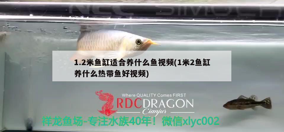 1.2米魚缸適合養(yǎng)什么魚視頻(1米2魚缸養(yǎng)什么熱帶魚好視頻)