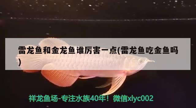 雷龍魚和金龍魚誰厲害一點(雷龍魚吃金魚嗎) 斑馬鴨嘴魚