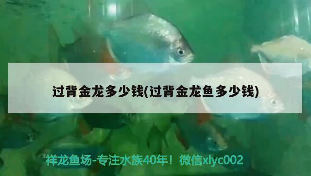 過(guò)背金龍多少錢(過(guò)背金龍魚多少錢) 金龍魚百科