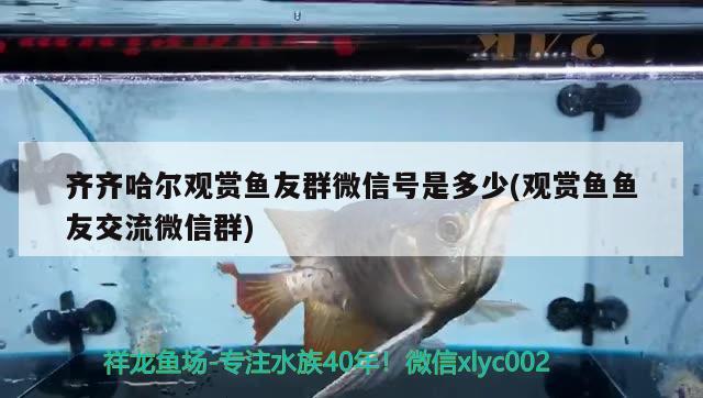 齊齊哈爾觀賞魚友群微信號是多少(觀賞魚魚友交流微信群)