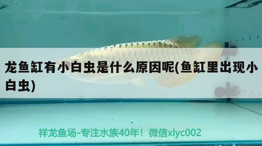 龍魚缸有小白蟲是什么原因呢(魚缸里出現(xiàn)小白蟲) 狗仔（招財(cái)貓)魚苗