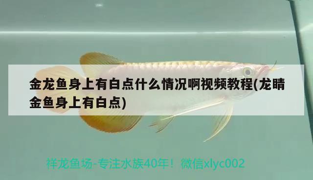 金龍魚身上有白點什么情況啊視頻教程(龍睛金魚身上有白點) 羅漢魚批發(fā)